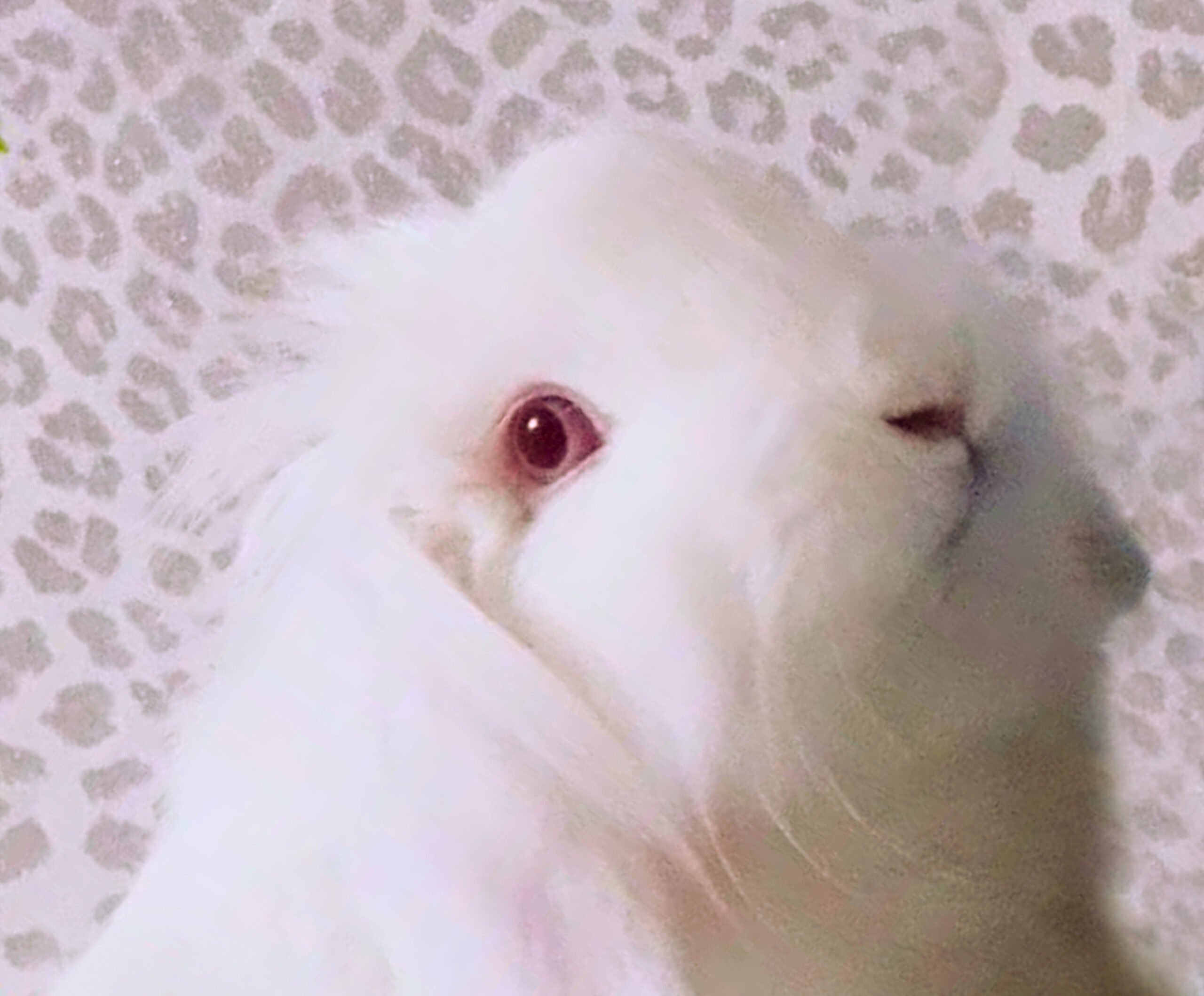 Lily- Tooraji Gallery